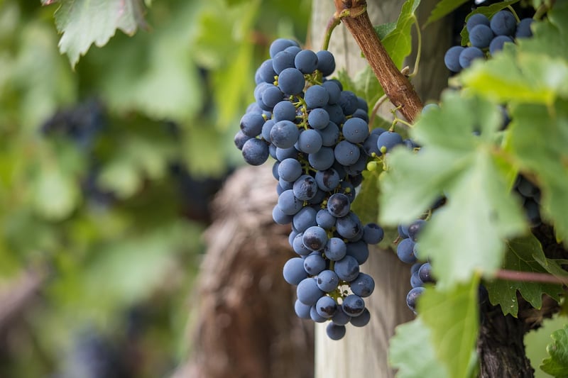 Luxury Wine Retreat